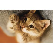 Кот лимбургский